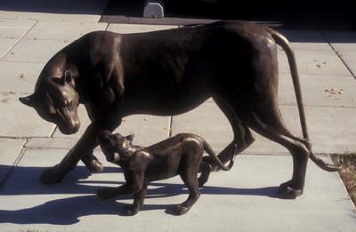 Lioness and Cub Laura Lee Stay